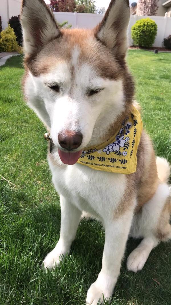 /Images/uploads/Humane Society of Utah/HSU2018/entries/3891thumb.jpg